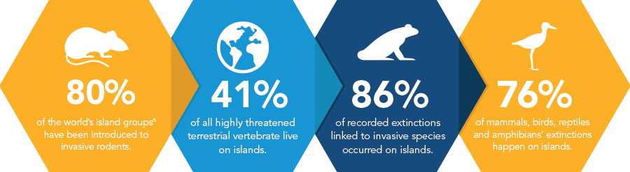80% of the world's islands have invasibe rodents. 41% of all threatened terrestrial vertebrate live on islands. 86% of extinctions linked to invasive species occurred on islands. 76% of mammals, birds, reptiles and amphibians' extinctions happen on islands.
