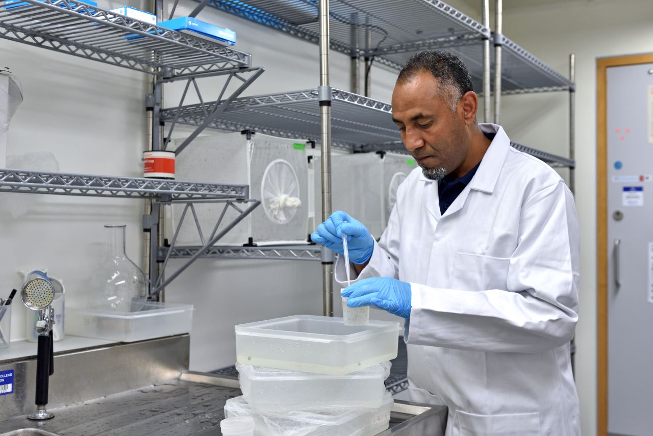 Transmission Zero Research Technician Temesgen M Kebede rears malaria vector mosquitoes in the laboratory